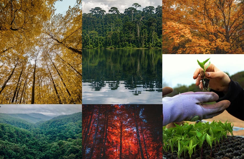 Projet de reforestation montrant une mosaïque de zones plantées d'arbres et de végétation restaurée