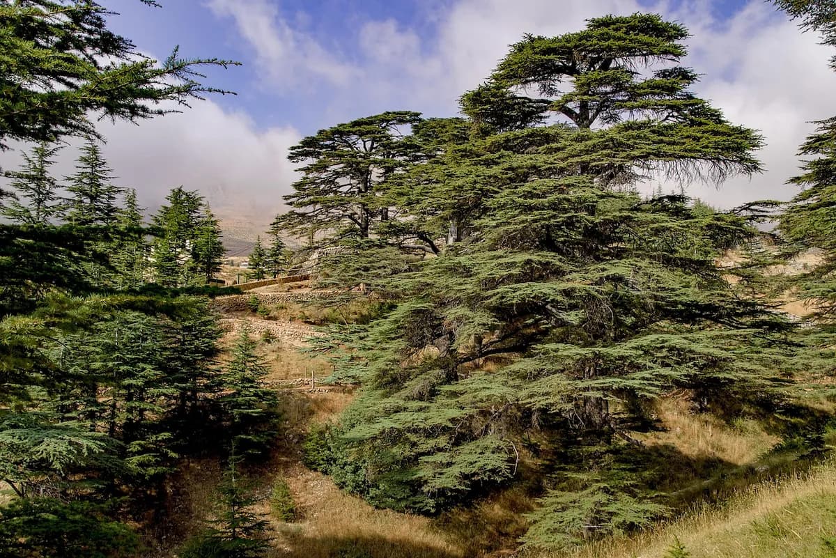 Photo de Cèdre du Liban (Cedrus libani)