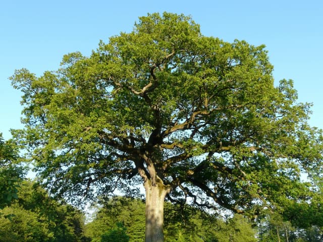 Chêne sessile