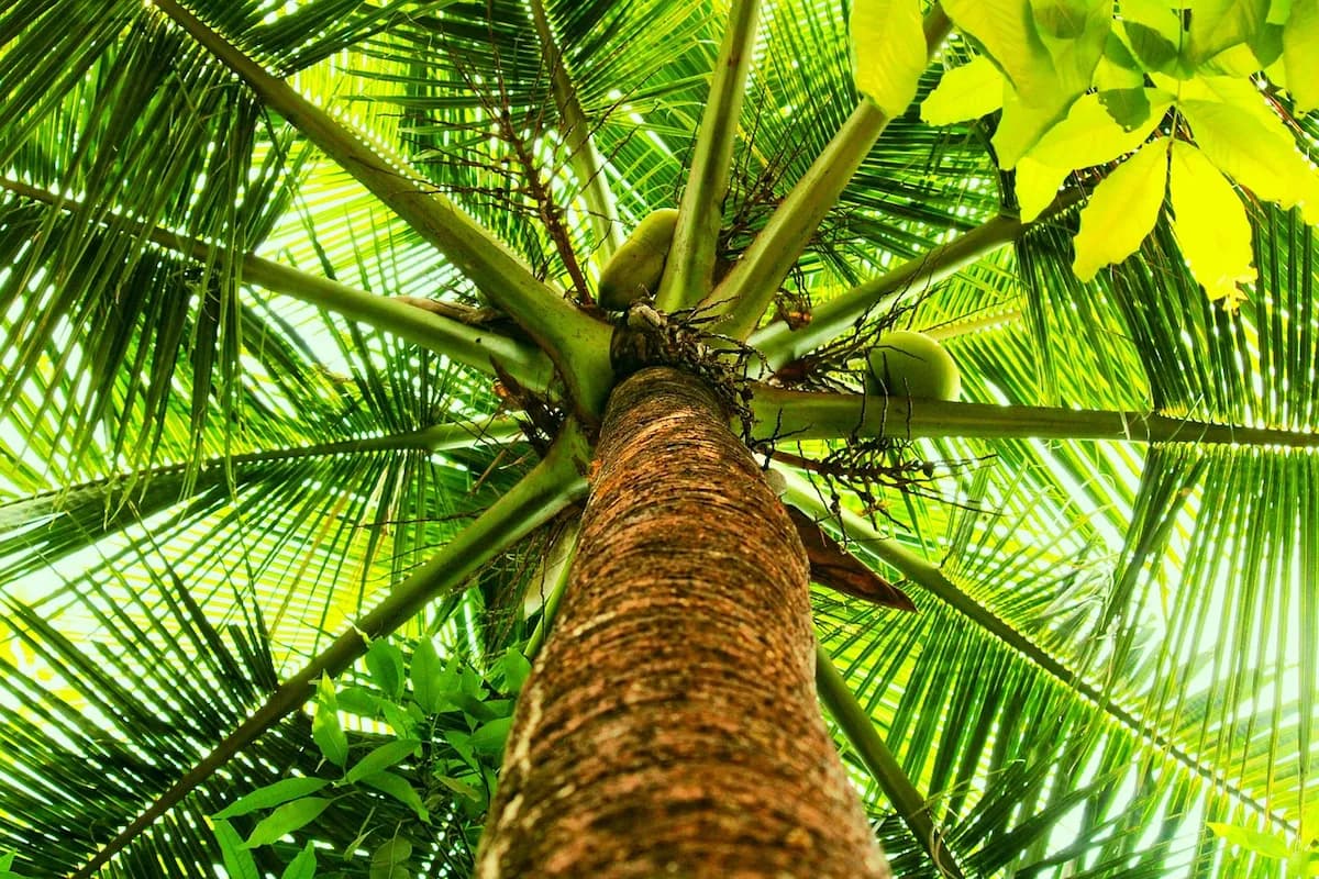 Photo de Cocotier (Cocos nucifera)