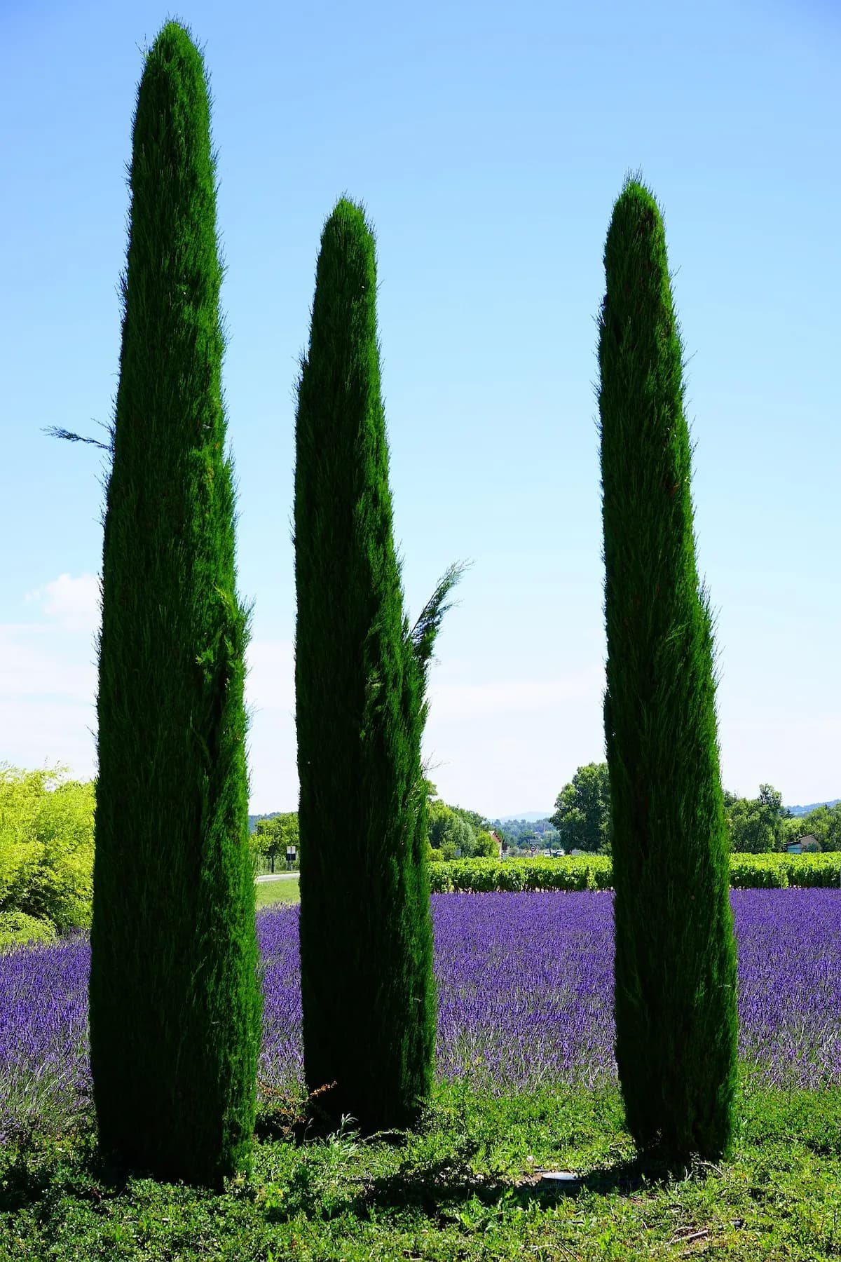 Photo de Cyprès de Provence (Cupressus sempervirens)
