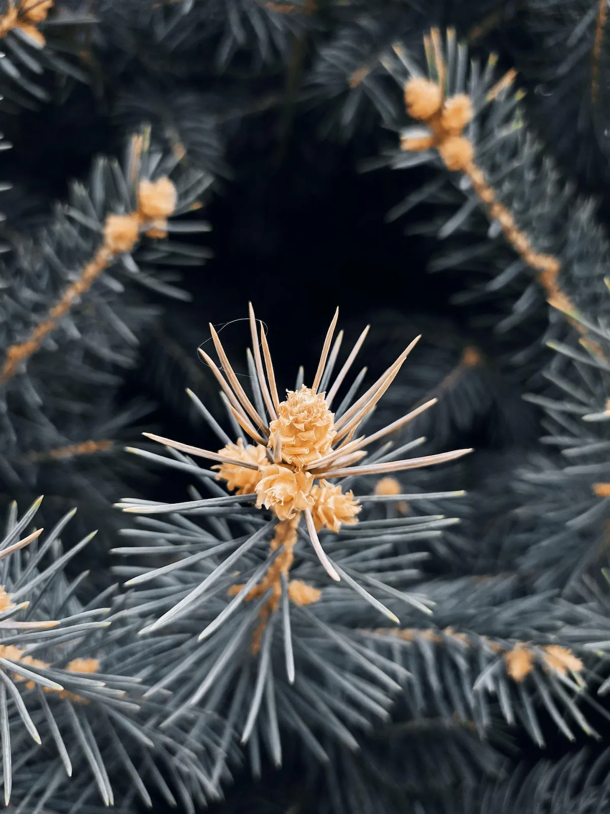 Photo de Épicéa commun (Picea abies)
