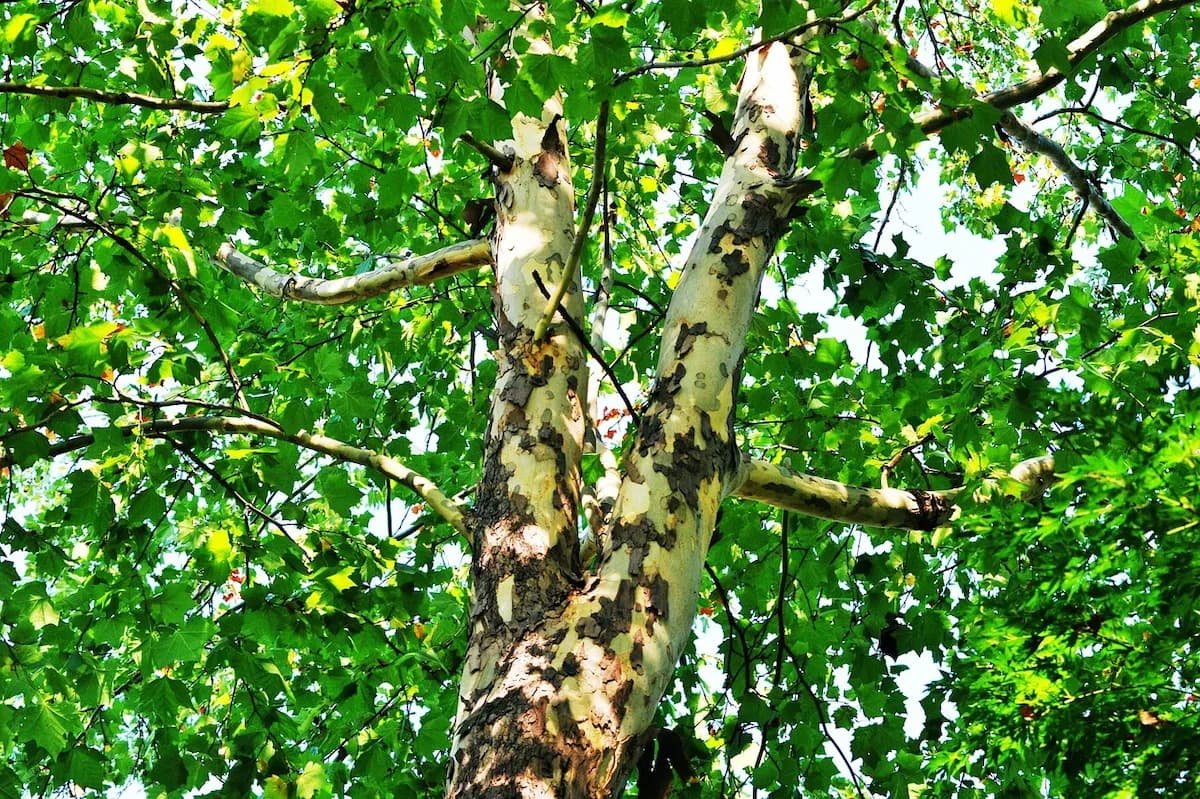 Photo de Érable sycomore (Acer pseudoplatanus)