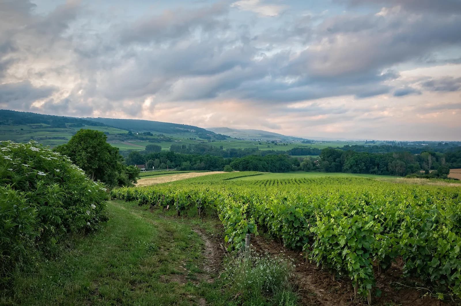 Photo du projet de reforestation : Forêt mixte en Bourgogne