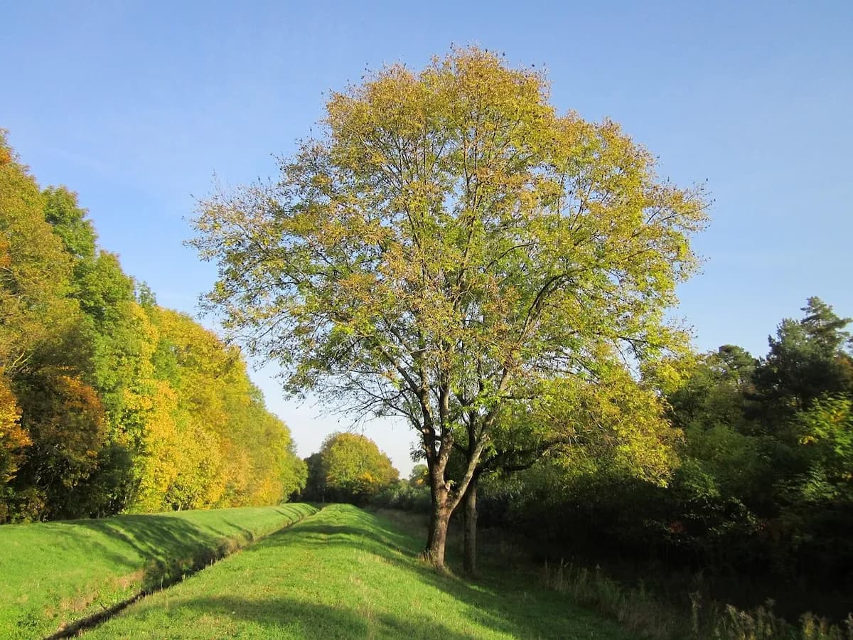 Photo de Frêne commun (Fraxinus excelsior)