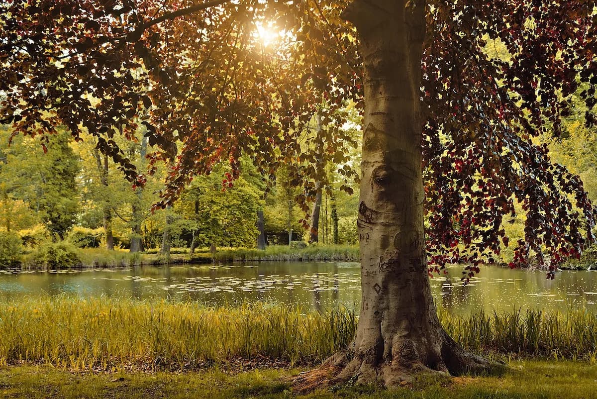 Photo de Hêtre commun (Fagus sylvatica)