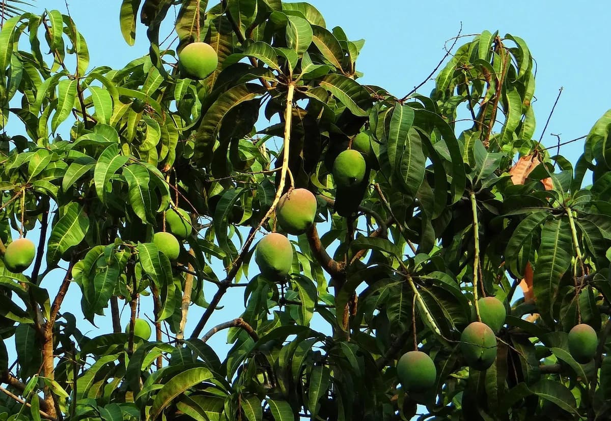 Photo de Manguier (Mangifera indica)