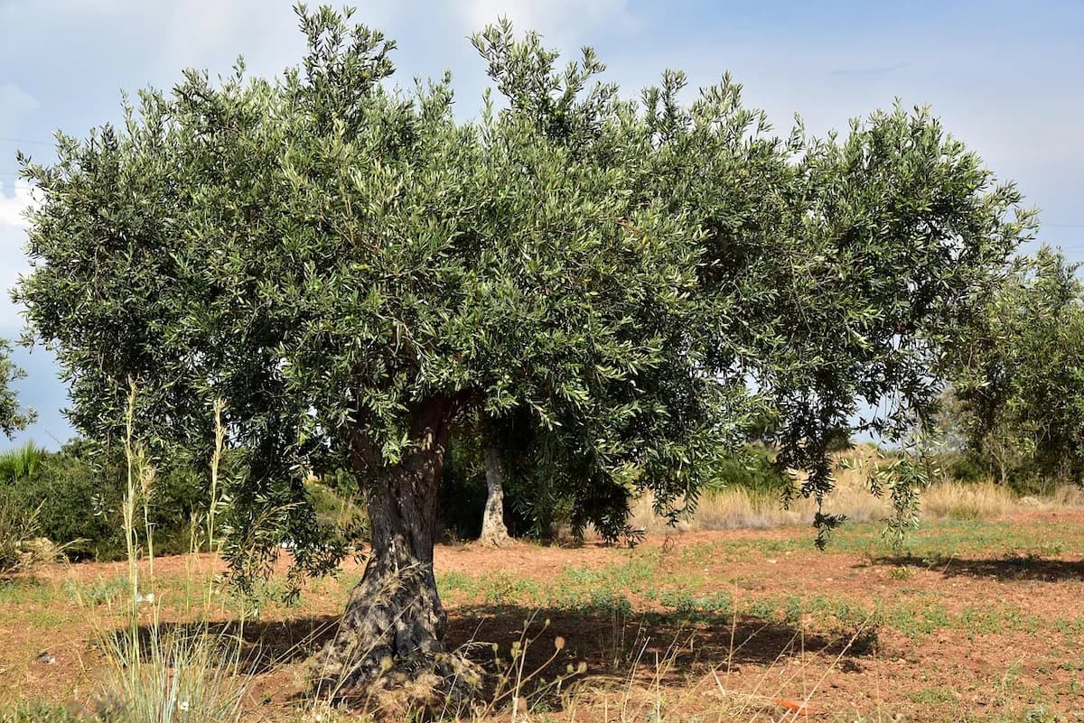 Photo de Olivier (Olea europaea)
