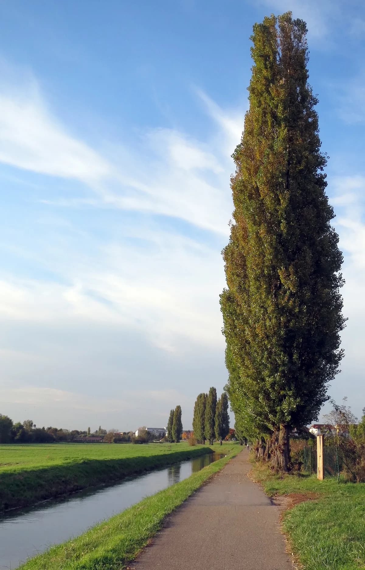 Photo de Peuplier noir (Populus nigra)