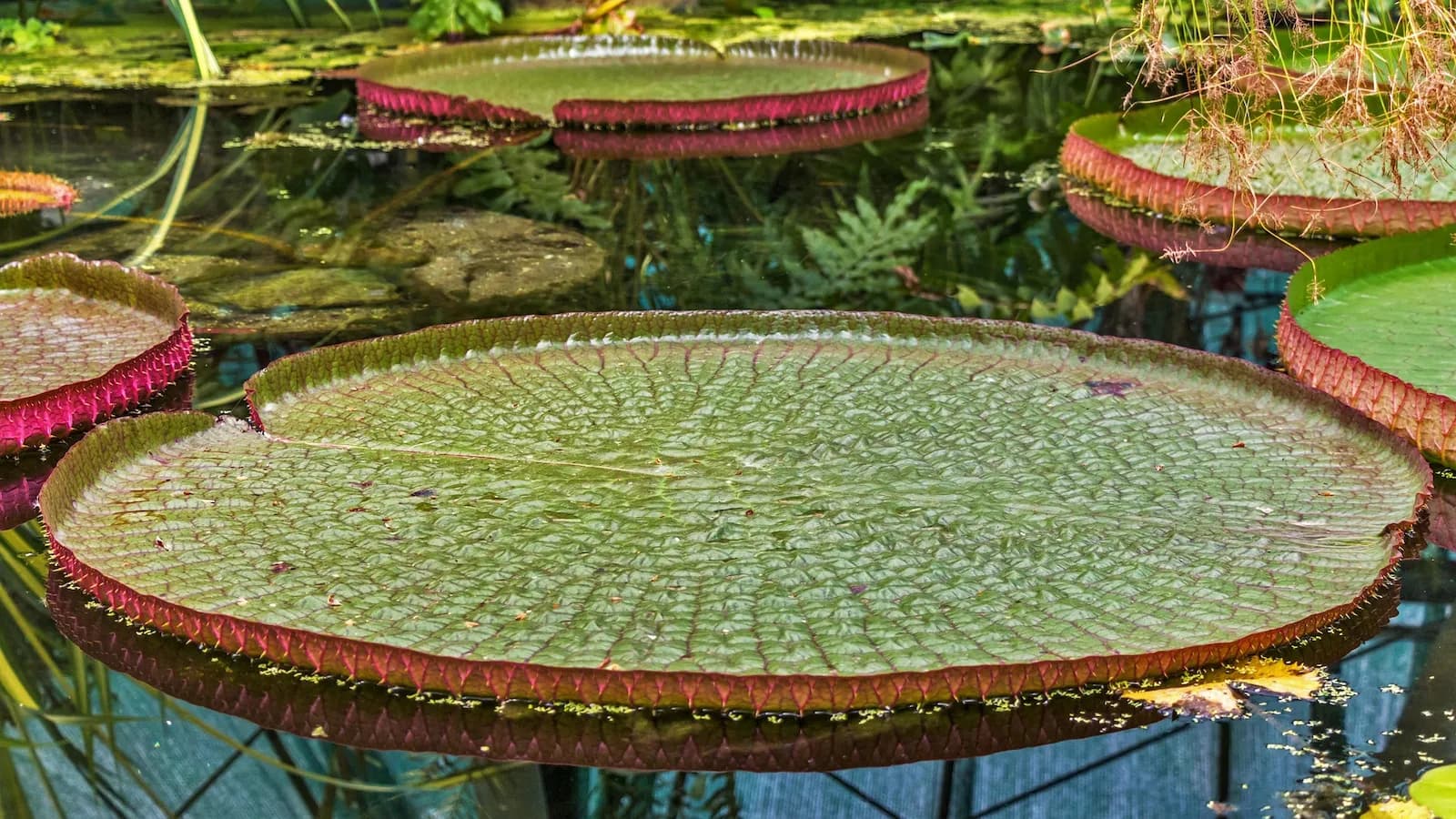 Photo du projet de reforestation : Préservation en Amazonie