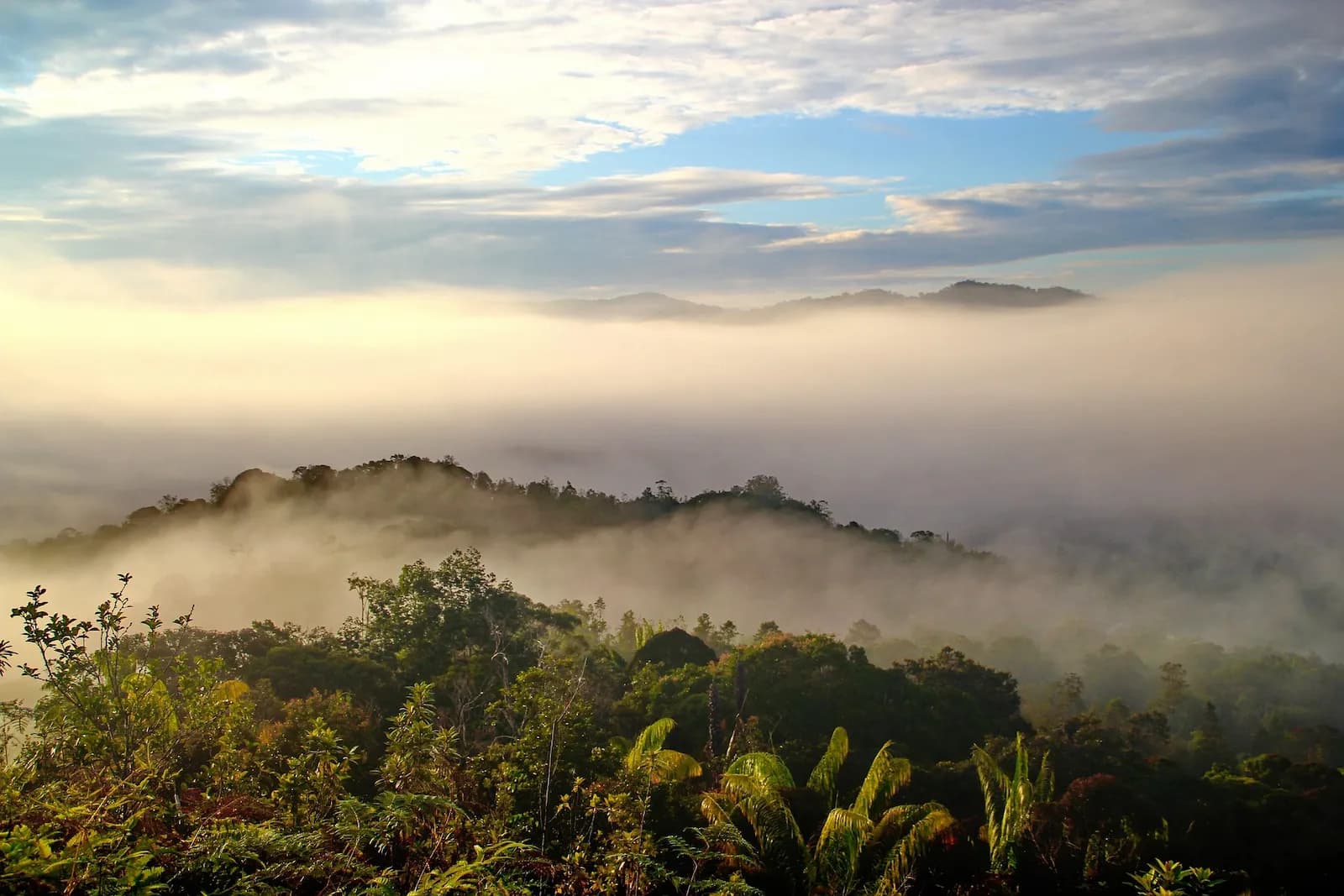Photo du projet de reforestation : Préservation à Bornéo