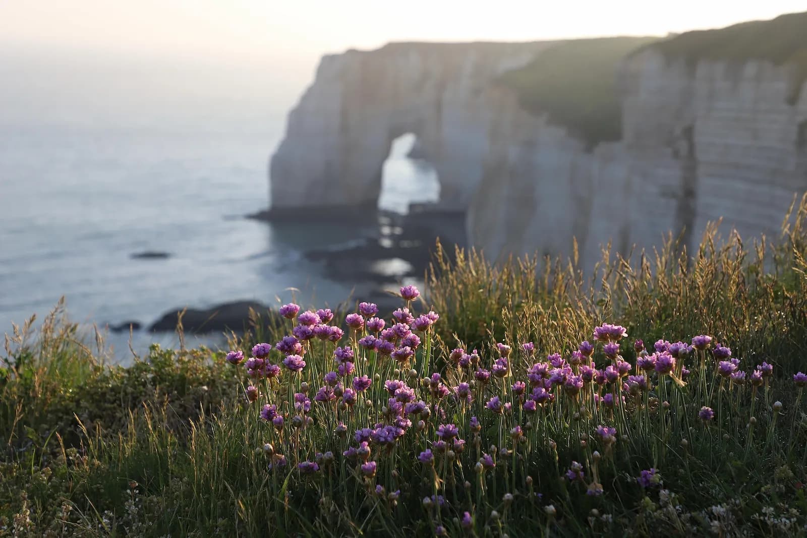 Photo du projet de reforestation : Projet écologique en Normandie