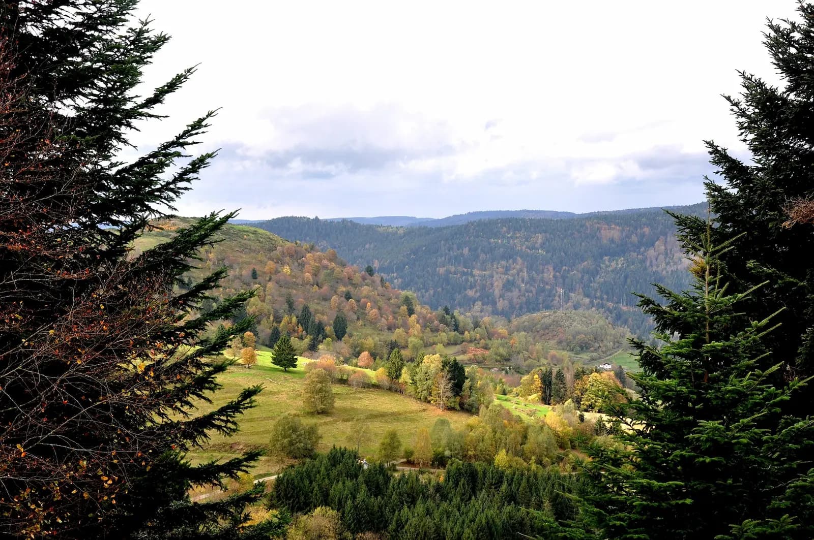 Photo du projet de reforestation : Projet en forêt vosgienne
