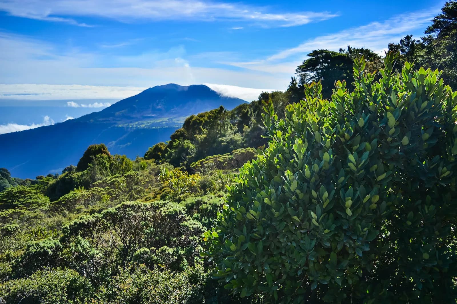 Photo du projet de reforestation : Reboisement au Costa Rica