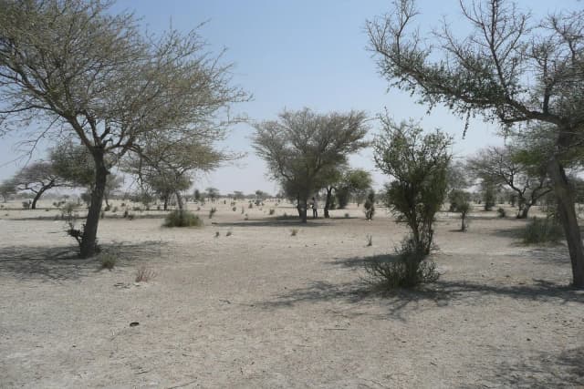 Reboisement au Sahel