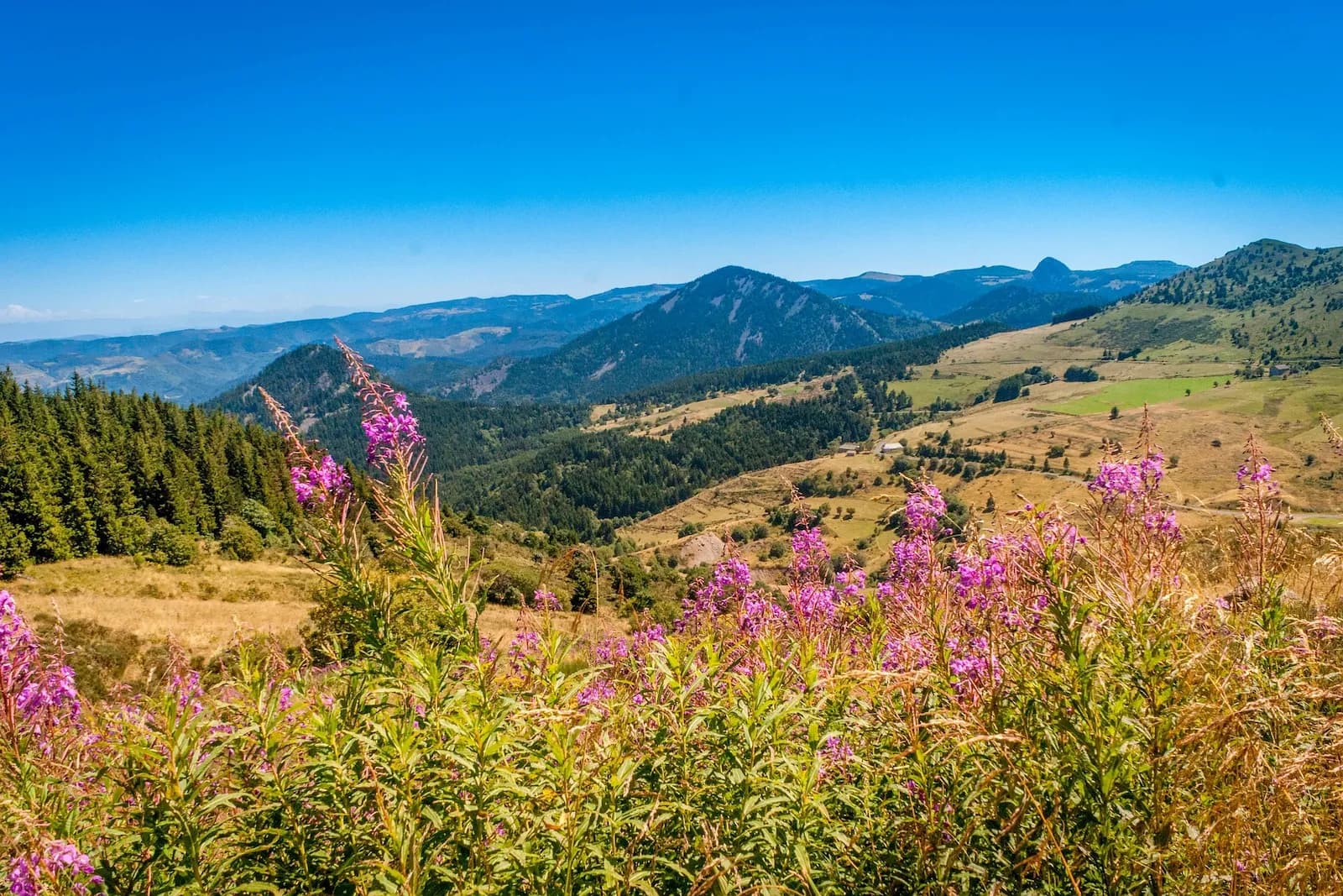 Photo du projet de reforestation : Restauration de la forêt d’Auvergne