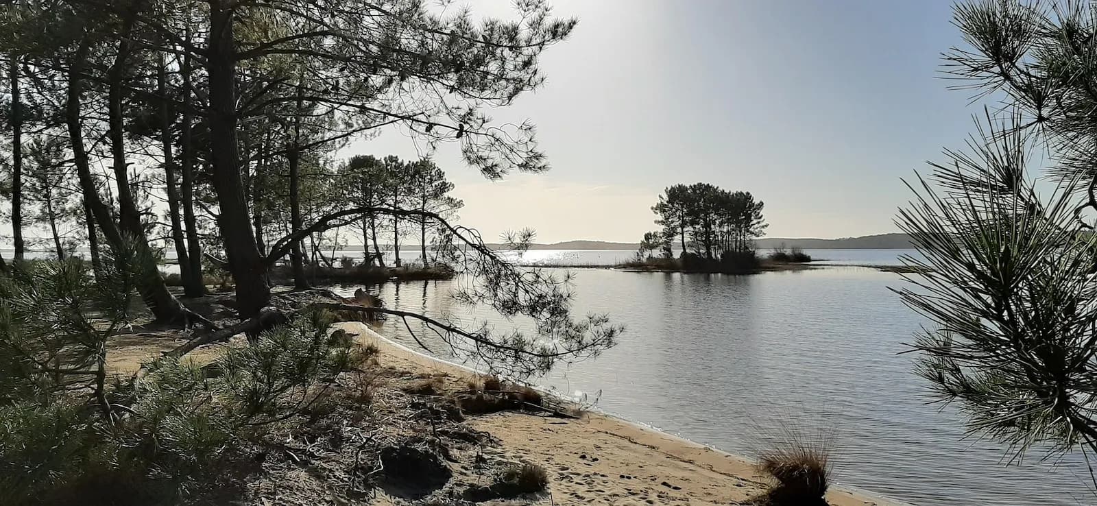 Photo du projet de reforestation : Restauration de la forêt landaise