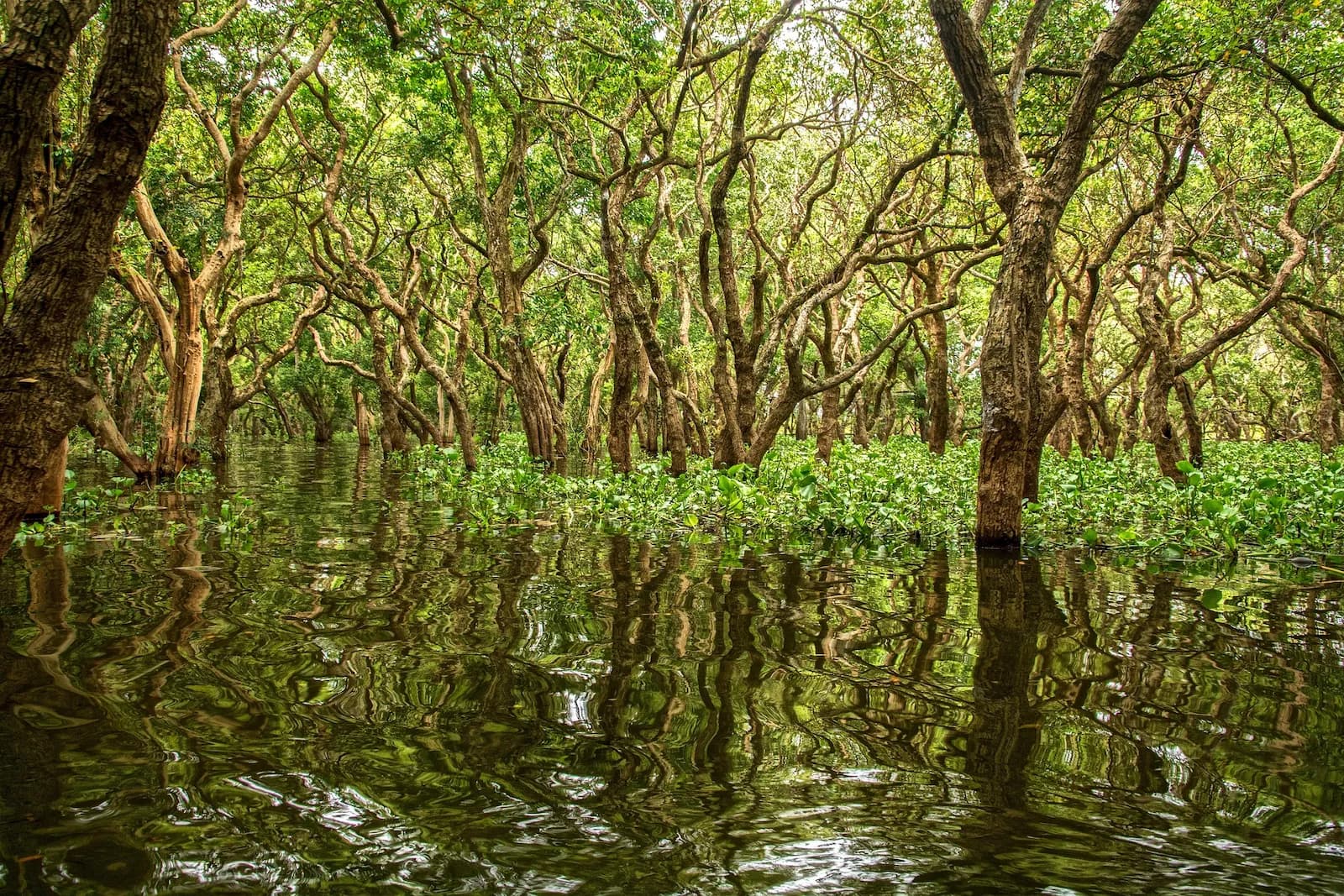 Photo du projet de reforestation : Restauration des mangroves