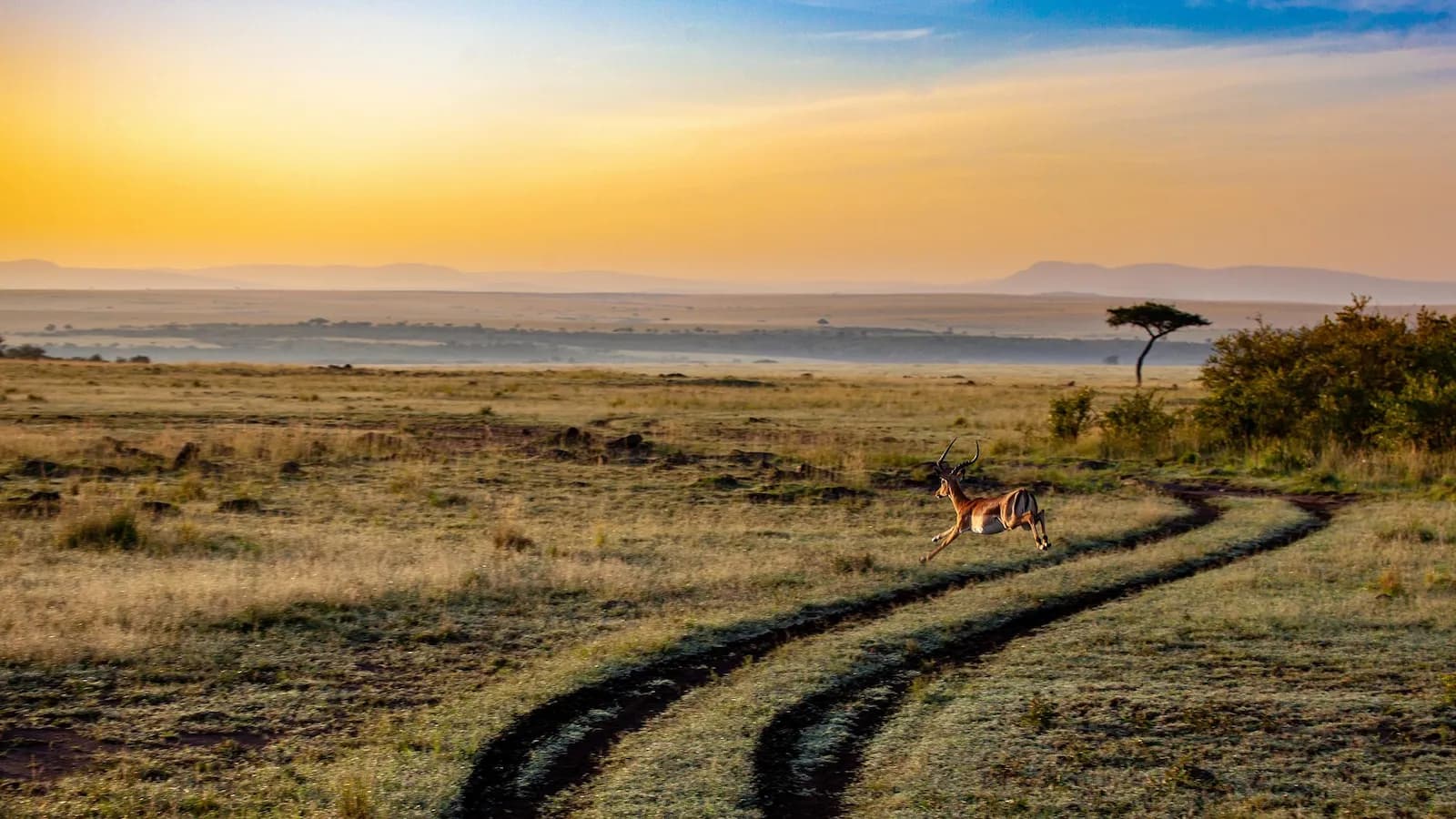 Photo du projet de reforestation : Restauration des savanes au Kenya
