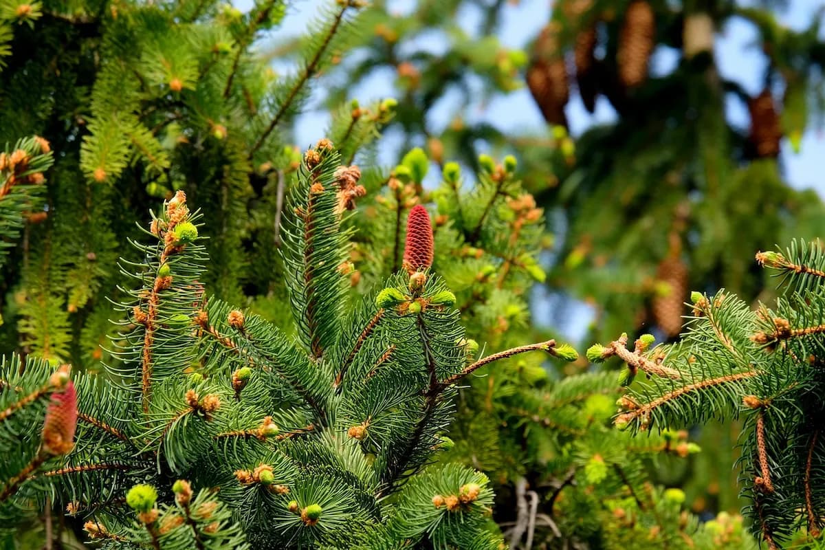 Photo de Sapin pectiné (Abies alba)