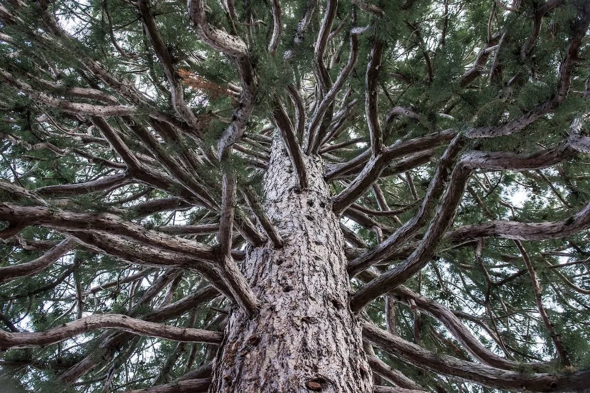 Photo de Séquoia géant (Sequoiadendron giganteum)