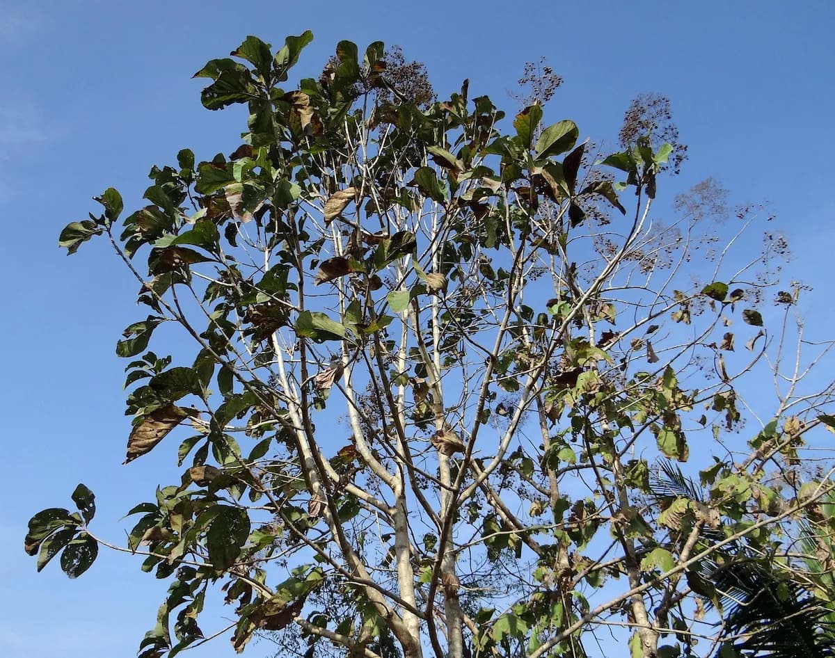 Photo de Teck (Tectona grandis)
