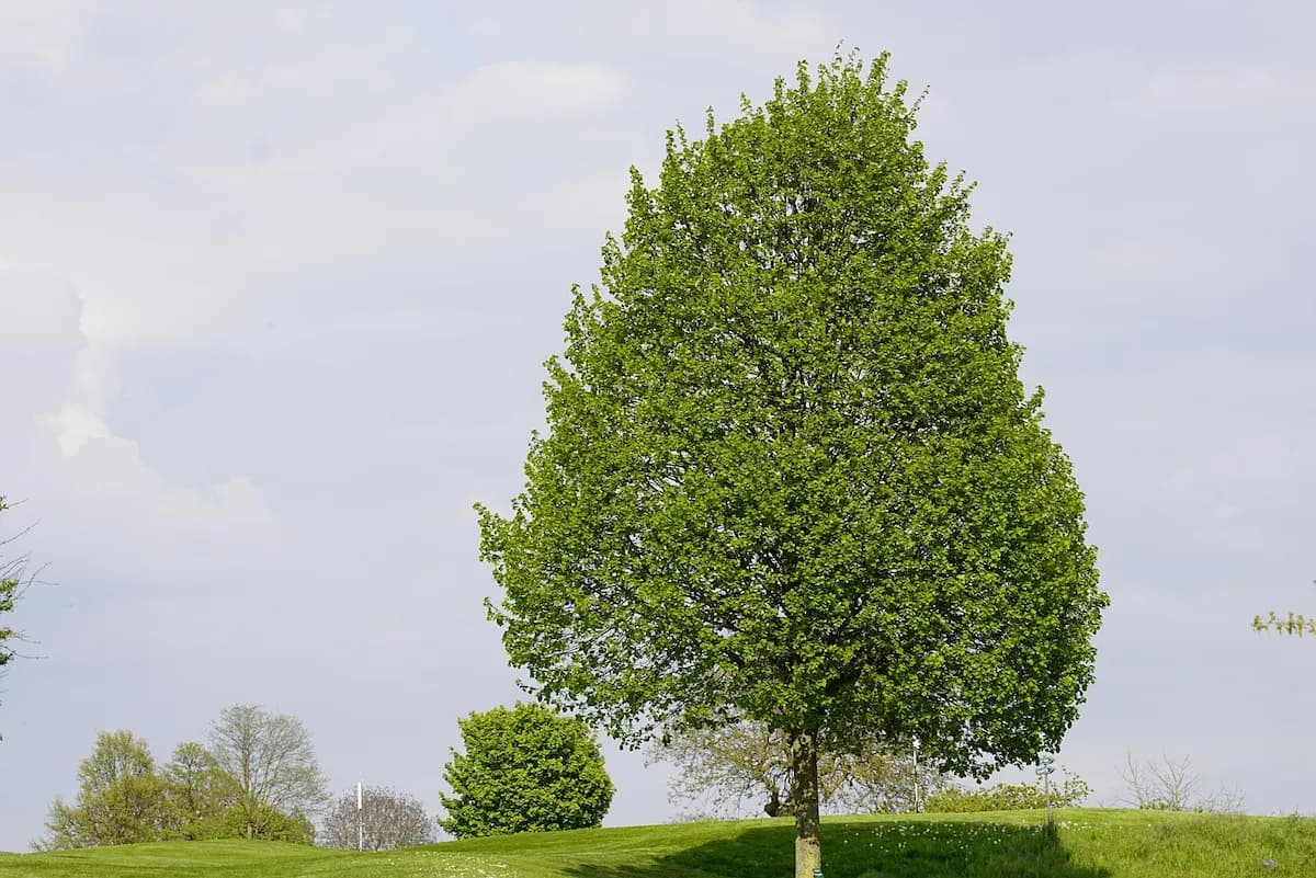 Tilleul à grandes feuilles