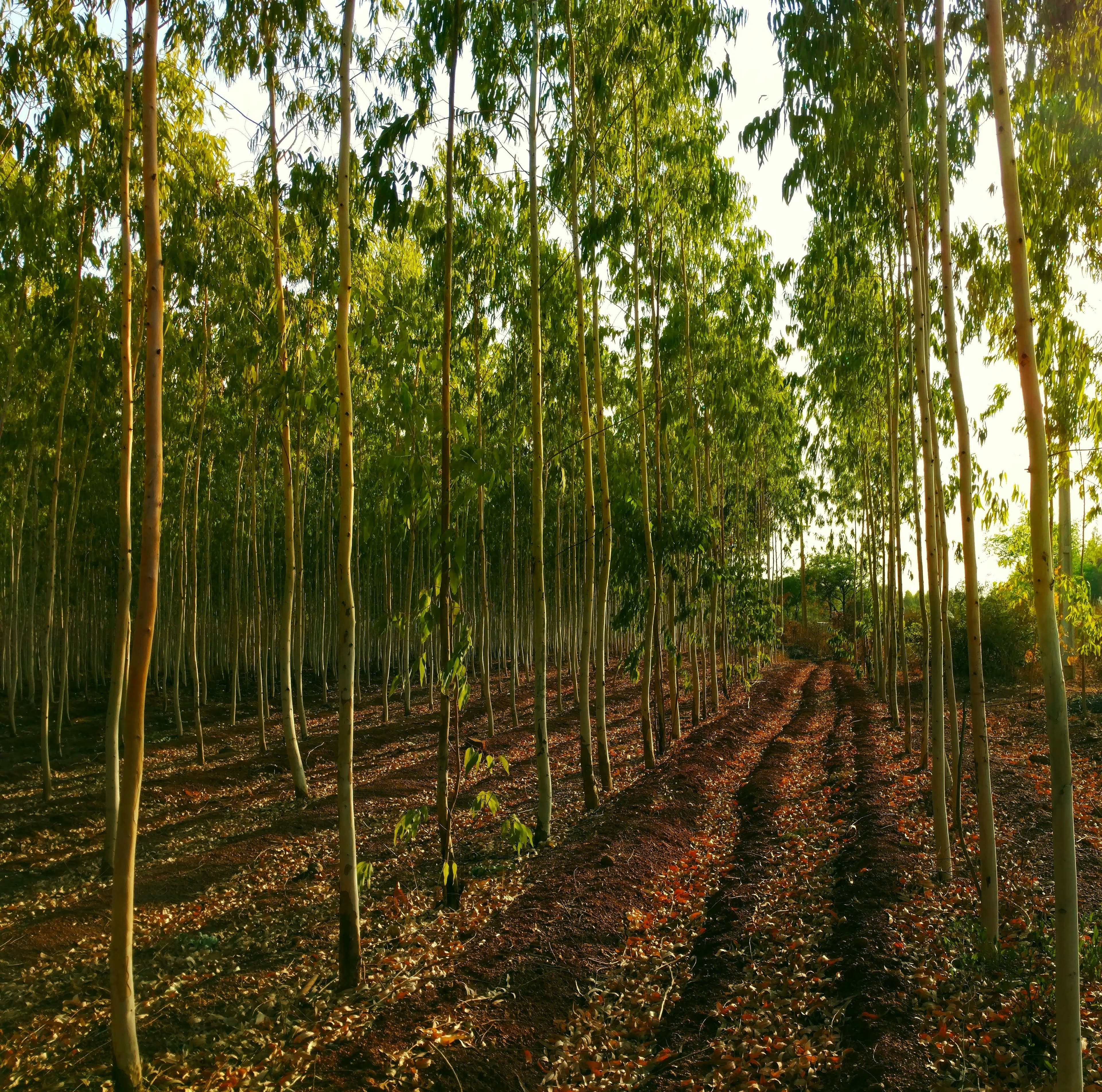 Vue aérienne d'une forêt dense avec canopée verdoyante