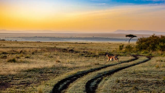 Restauration des savanes au Kenya